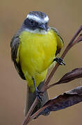 Lesser Kiskadee