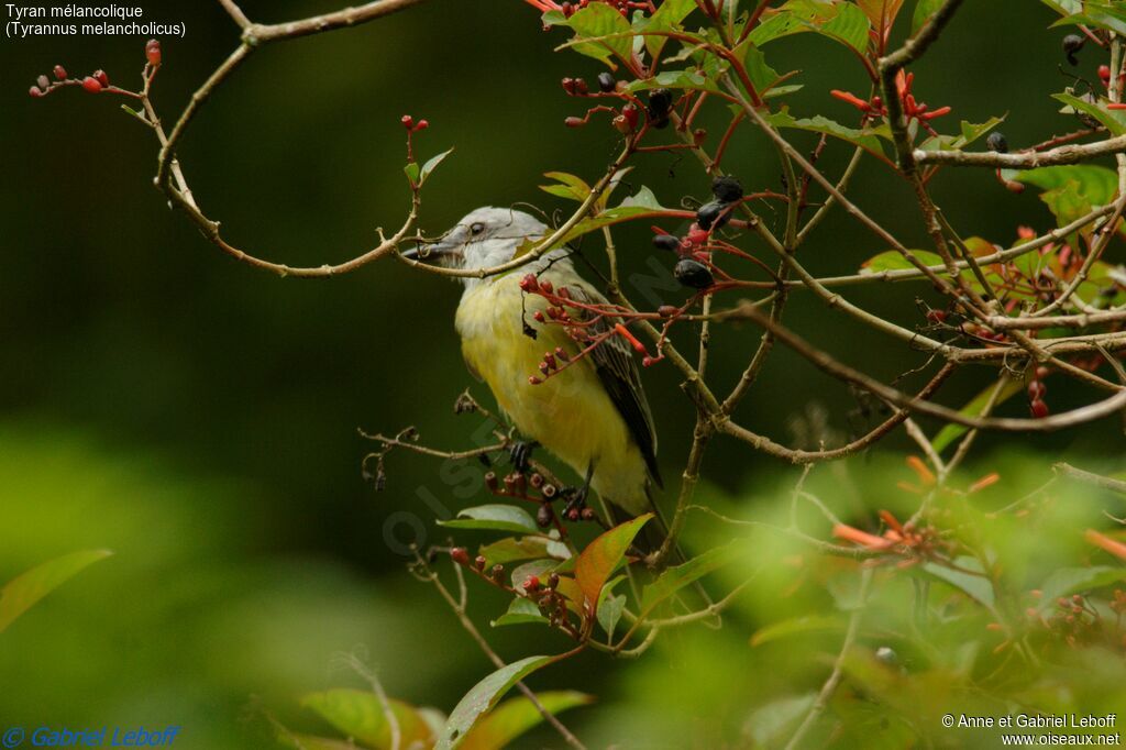 Tropical Kingbird