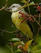 Tropical Kingbird