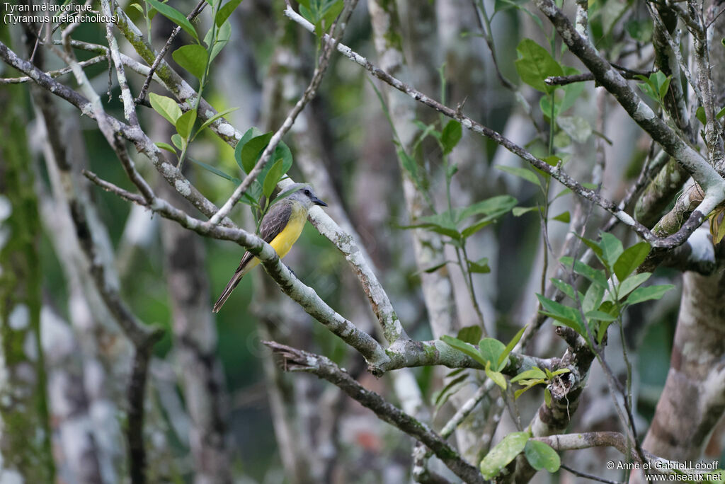 Tropical Kingbird