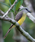 Tropical Kingbird