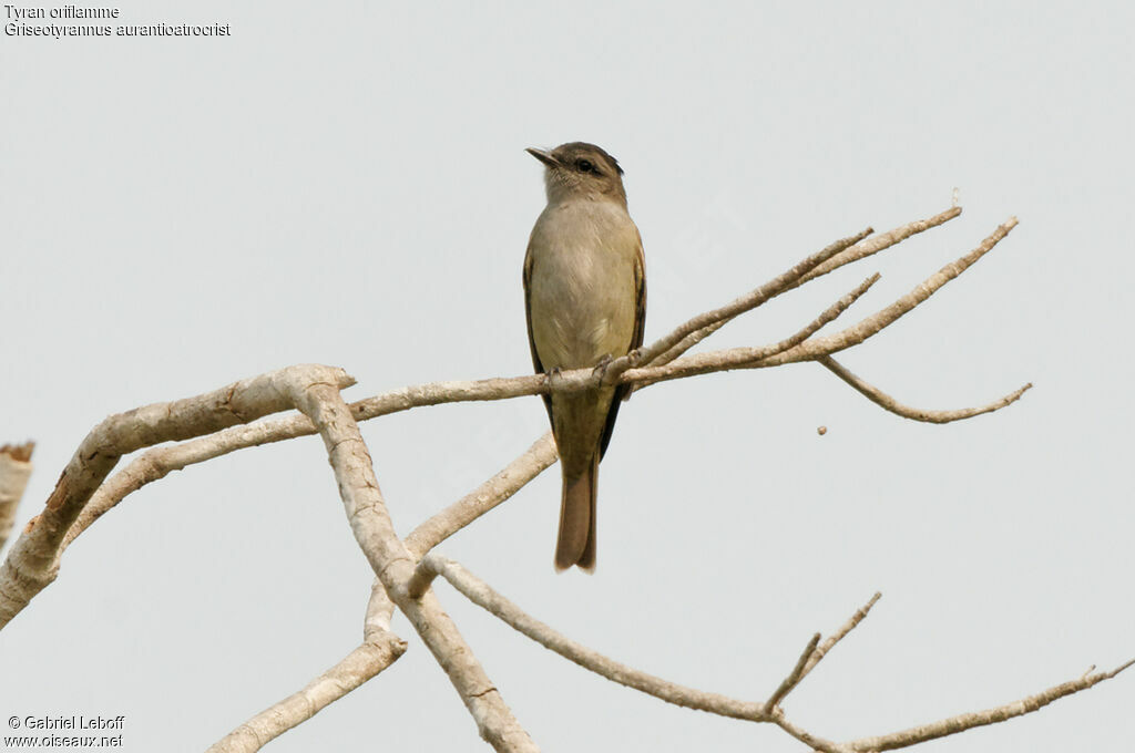 Crowned Slaty Flycatcher