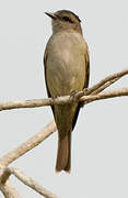 Crowned Slaty Flycatcher