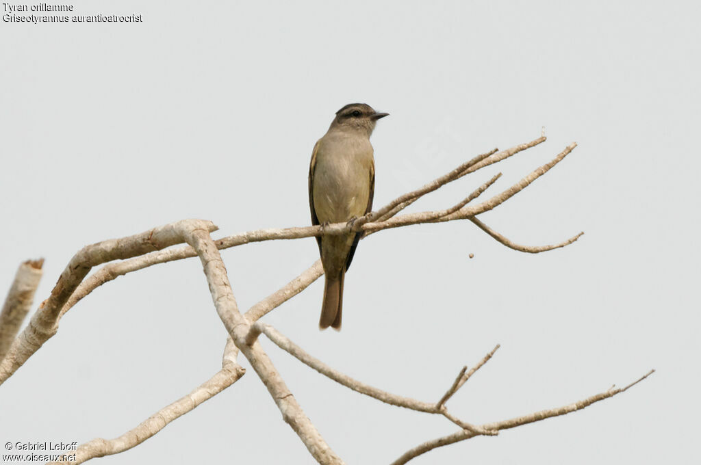 Crowned Slaty Flycatcher