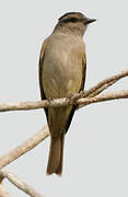 Crowned Slaty Flycatcher