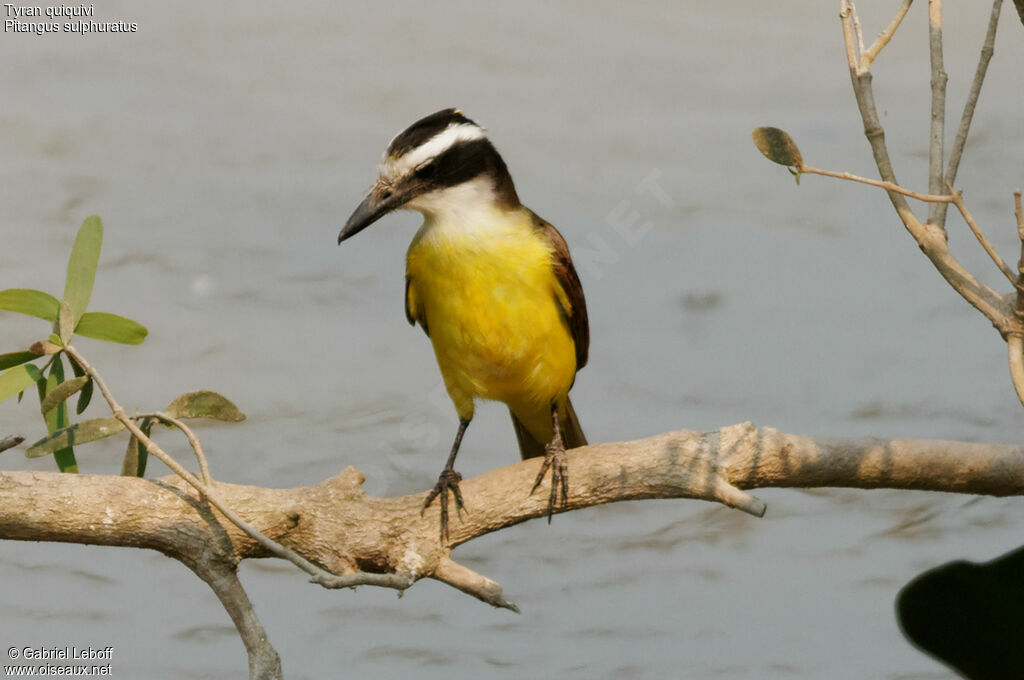 Great Kiskadee