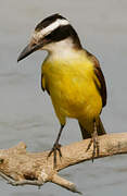 Great Kiskadee