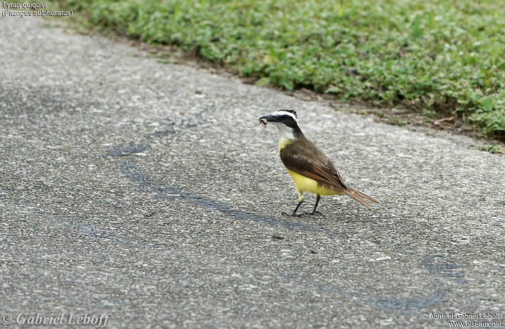 Great Kiskadee