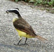 Great Kiskadee