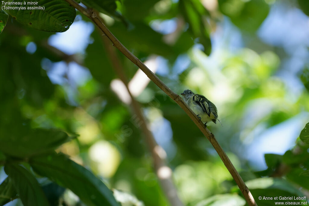 Tyranneau à miroirjuvénile