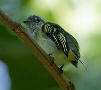 Yellow-margined Flatbill