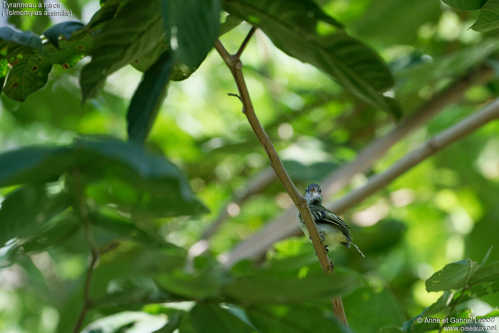 Tyranneau à miroirjuvénile