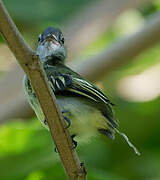 Yellow-margined Flatbill