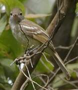 Northern Mouse-colored Tyrannulet