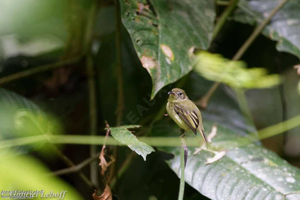 Southern Bentbill