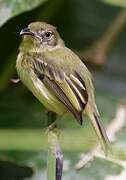 Southern Bentbill