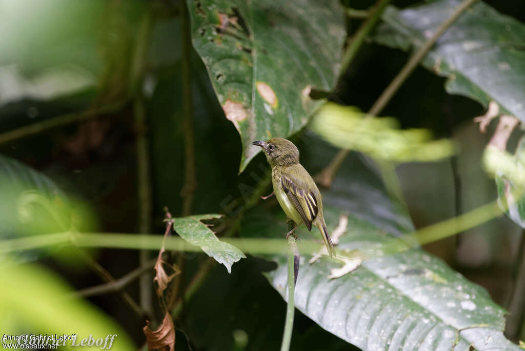 Southern Bentbill