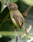 Southern Bentbill