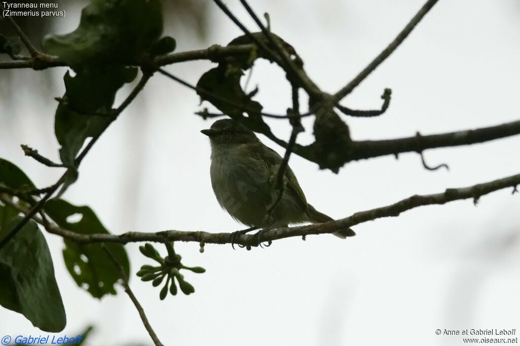 Mistletoe Tyrannulet