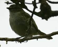 Mistletoe Tyrannulet