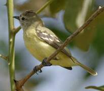 Southern Beardless Tyrannulet