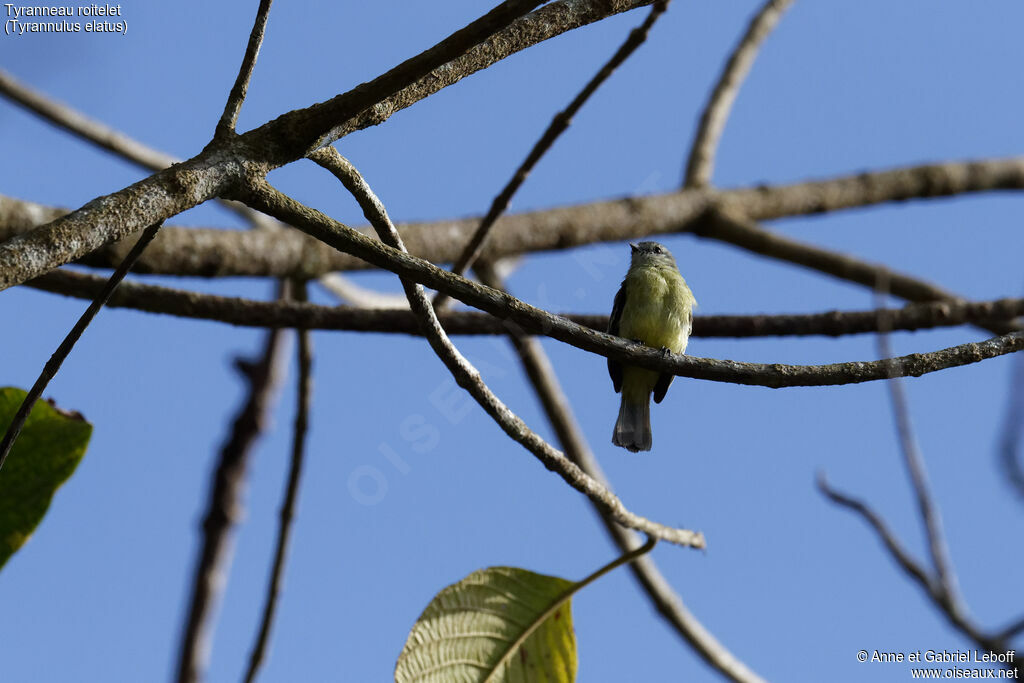 Yellow-crowned Tyrannulet