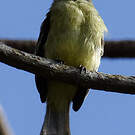 Tyranneau roitelet