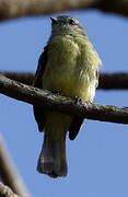 Yellow-crowned Tyrannulet