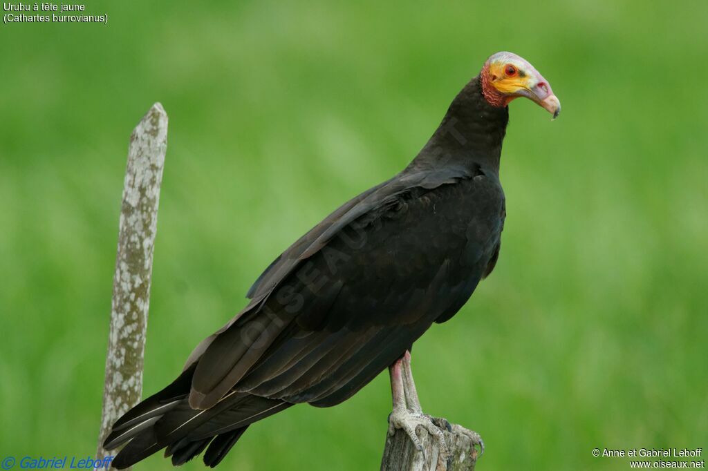 Lesser Yellow-headed Vultureadult