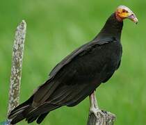 Lesser Yellow-headed Vulture