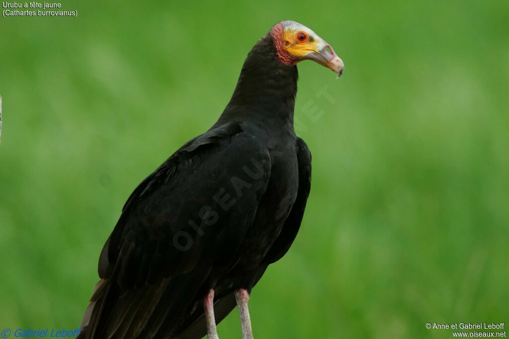 Lesser Yellow-headed Vulture