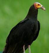 Lesser Yellow-headed Vulture