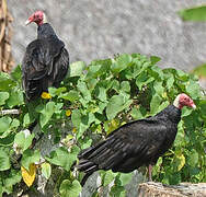 Turkey Vulture