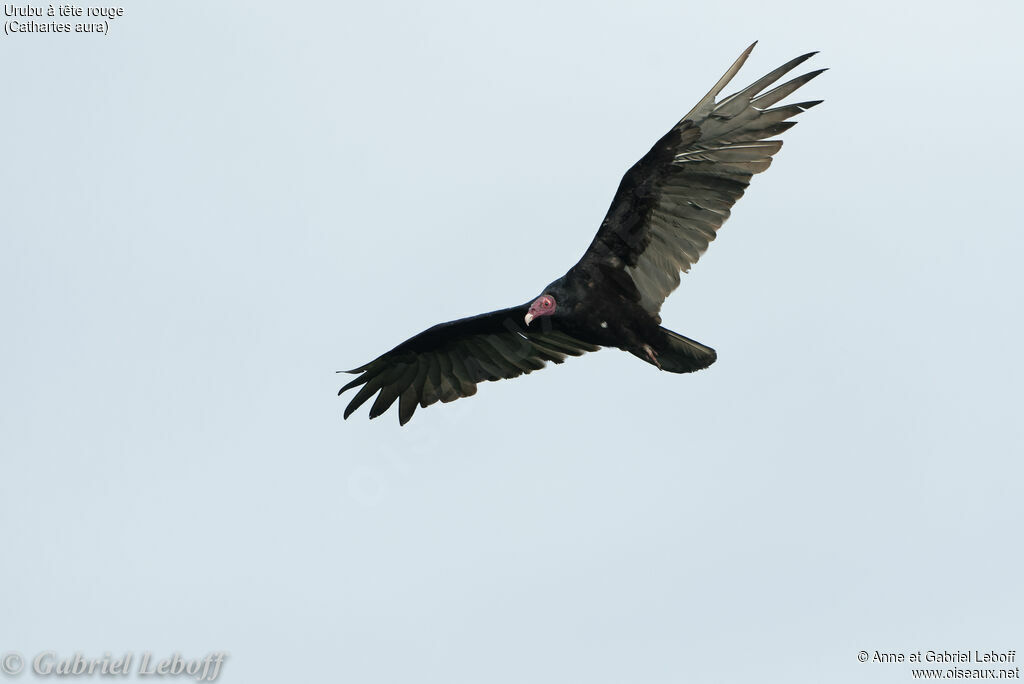Urubu à tête rouge