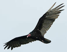 Turkey Vulture