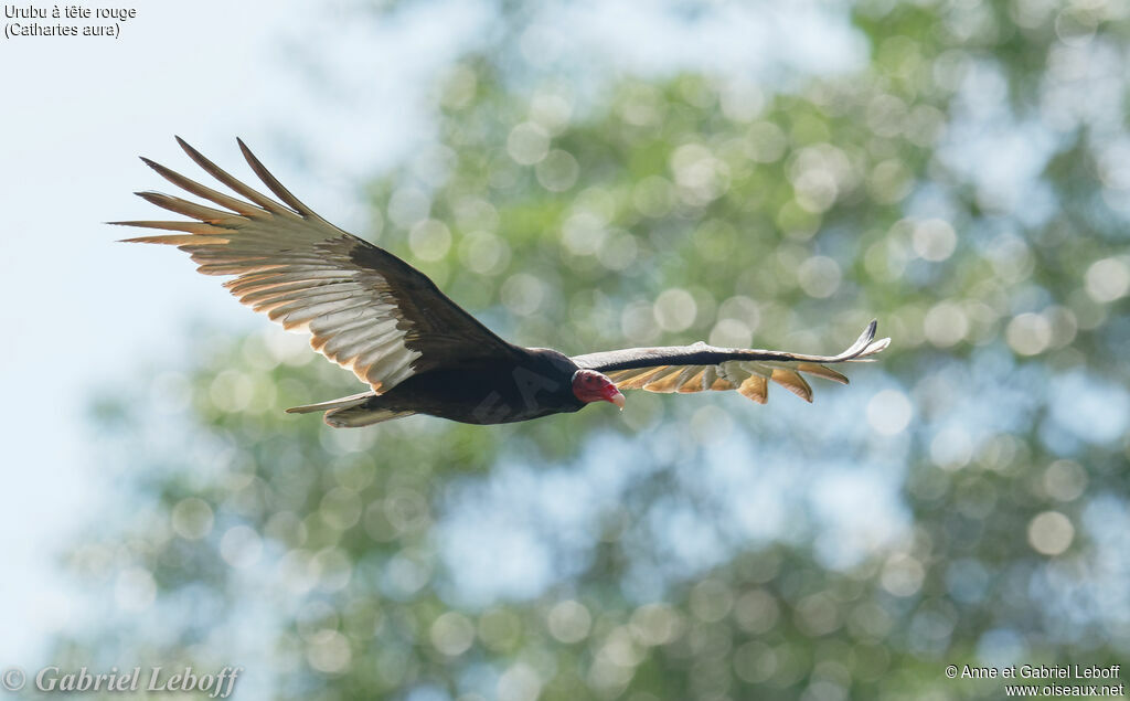 Turkey Vulture