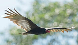 Turkey Vulture