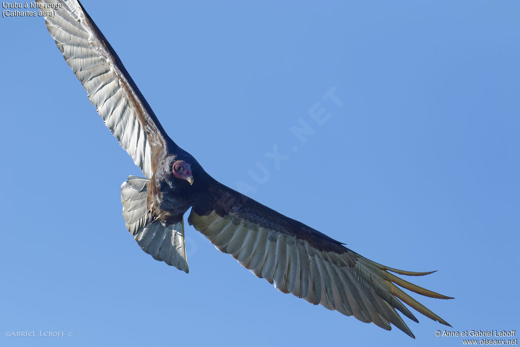 Turkey Vulture