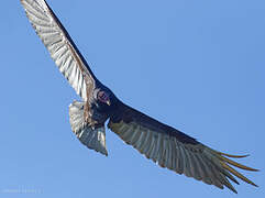 Turkey Vulture