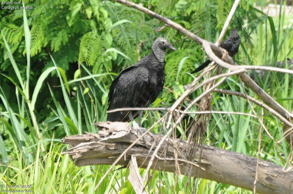 Black Vulture