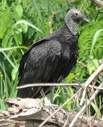 Black Vulture