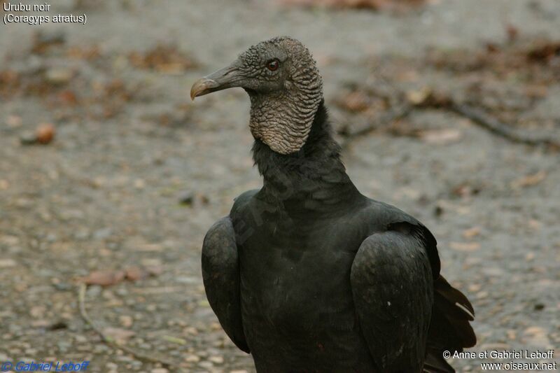 Black Vulture male
