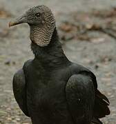 Black Vulture