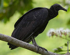 Black Vulture