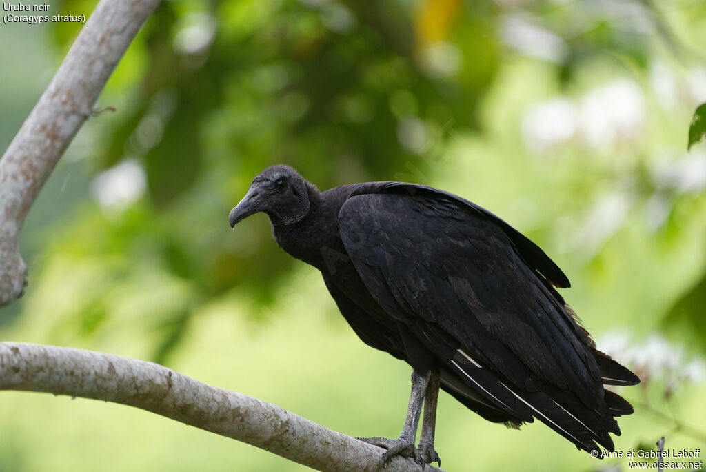 Black Vulture