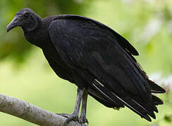 Black Vulture