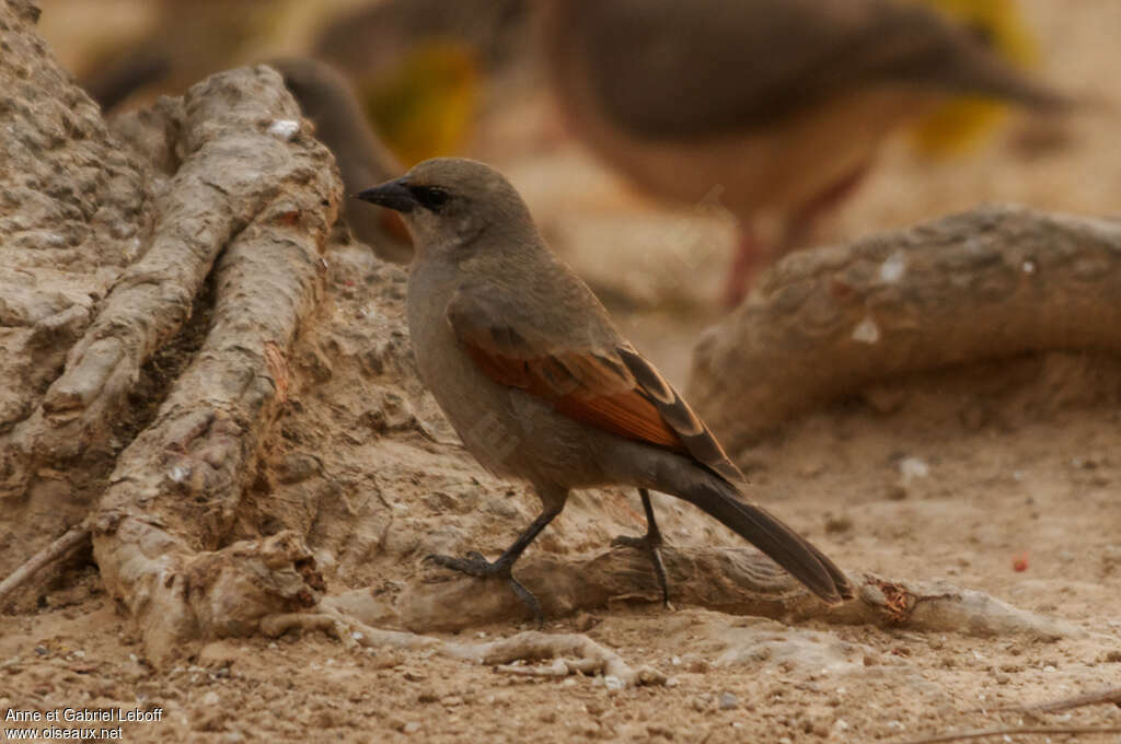 Vacher à ailes baiesadulte, identification