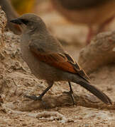 Greyish Baywing