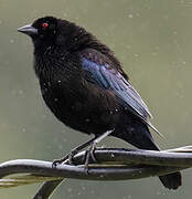 Bronzed Cowbird