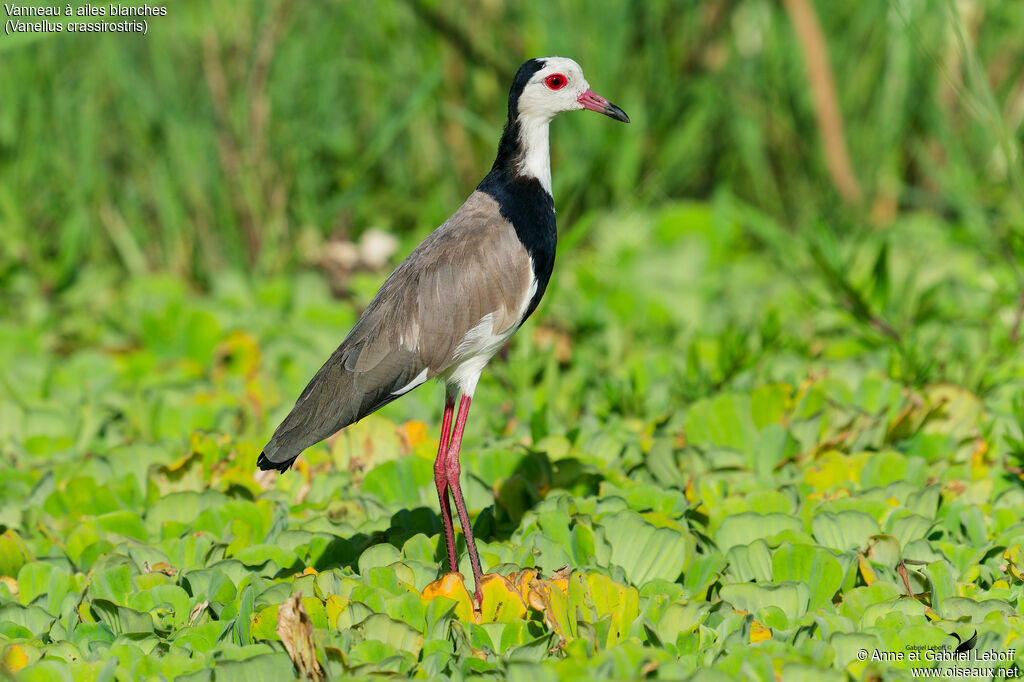 Long-toed Lapwingadult
